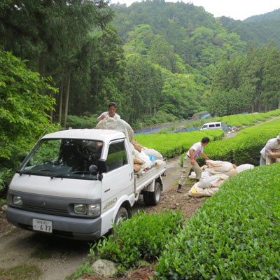 清水の山のお茶刈り風景
